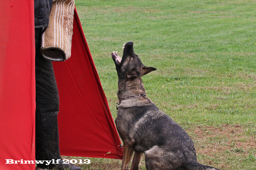 Schutzhund / IPO / IGP Training