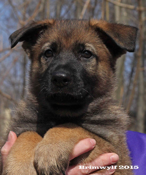 how much time should you spend training a puppy