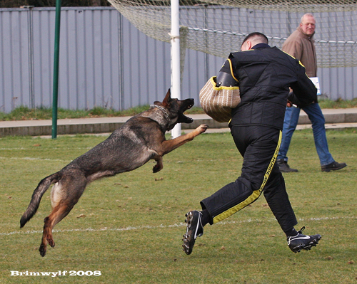 Schutzhund-Training.com - Protection